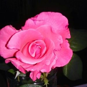 Meet your Posher, Vicky